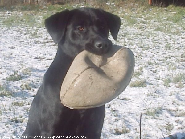 Photo de Labrador retriever