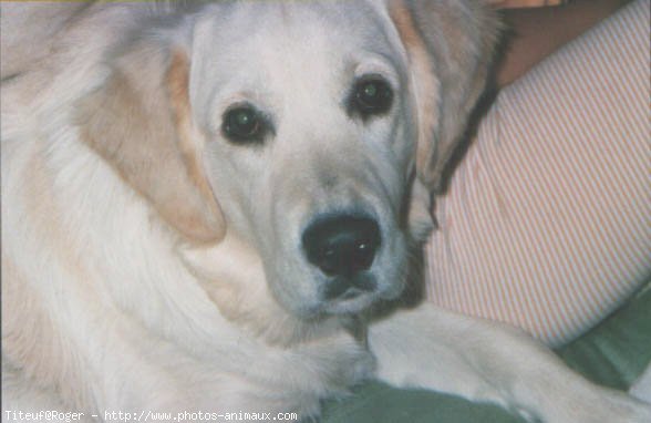 Photo de Golden retriever