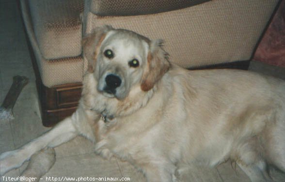 Photo de Golden retriever