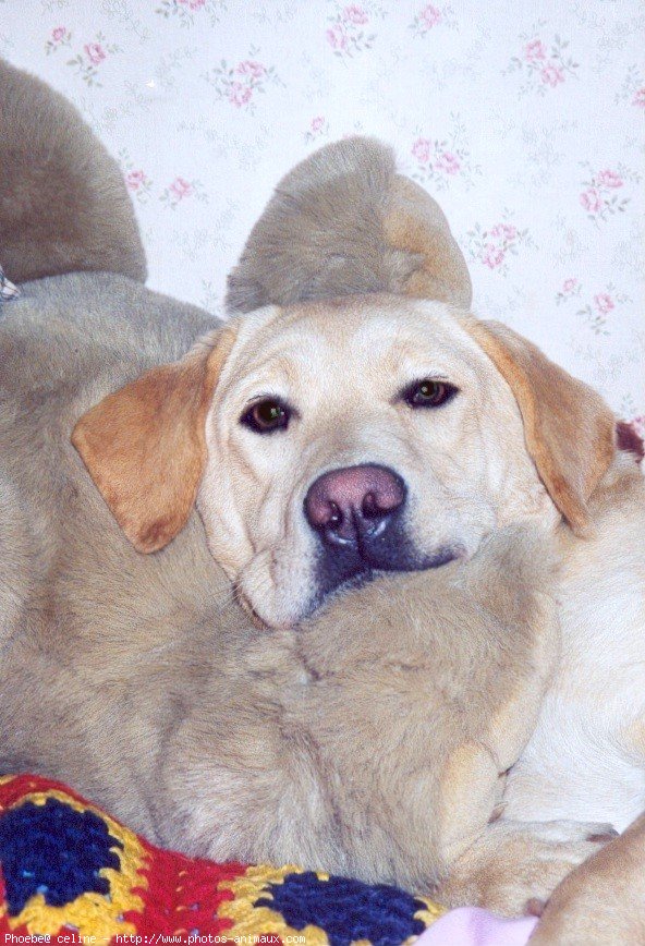 Photo de Labrador retriever