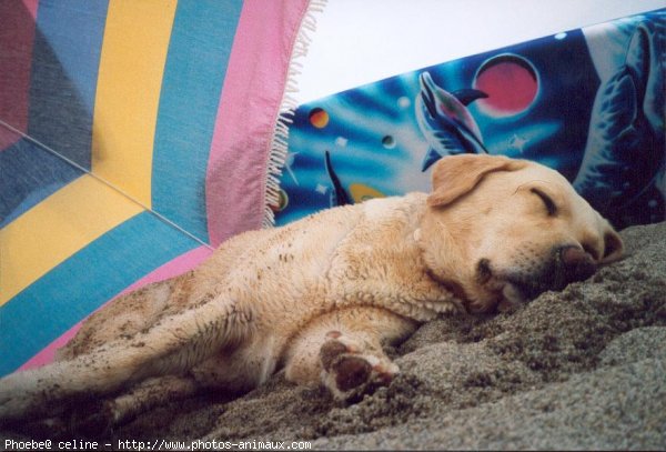 Photo de Labrador retriever