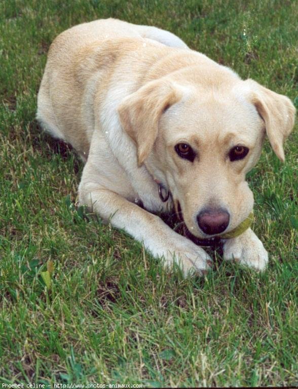 Photo de Labrador retriever