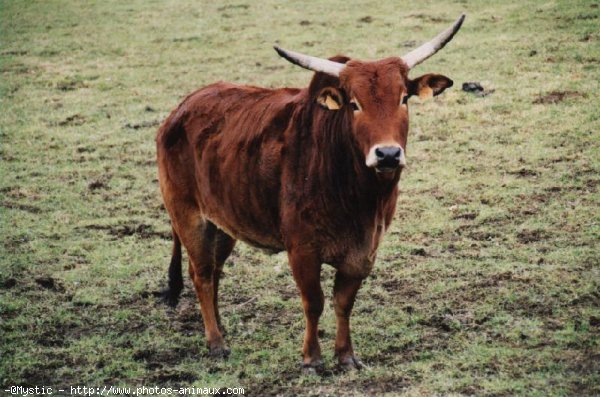 Photo de Zebu