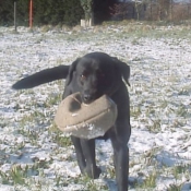 Photo de Labrador retriever