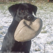 Photo de Labrador retriever