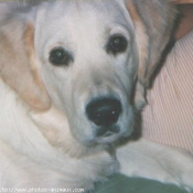 Photo de Golden retriever