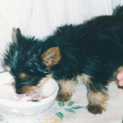 Photo de Yorkshire terrier