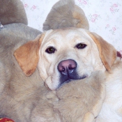 Photo de Labrador retriever