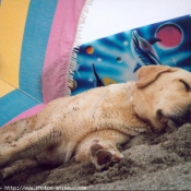 Photo de Labrador retriever