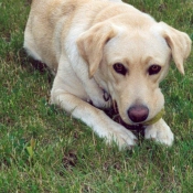 Photo de Labrador retriever