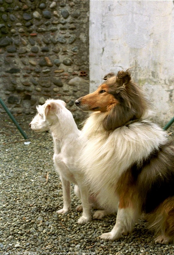 Photo de Races diffrentes