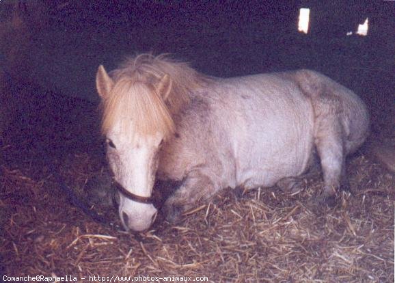 Photo de Camargue