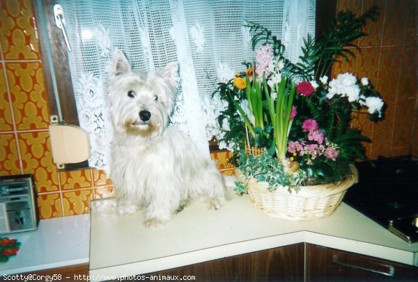 Photo de West highland white terrier