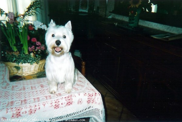 Photo de West highland white terrier