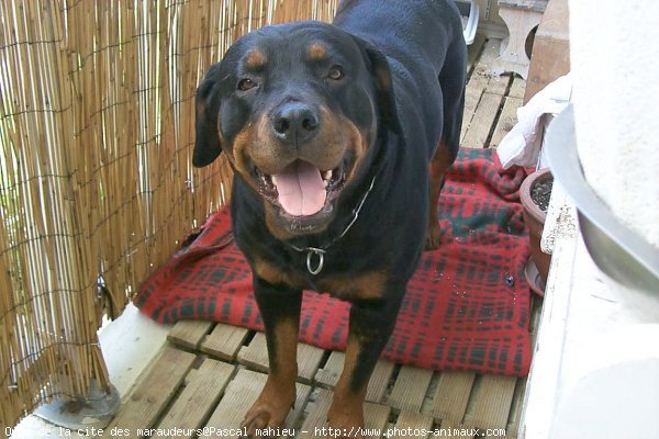 Photo de Rottweiler