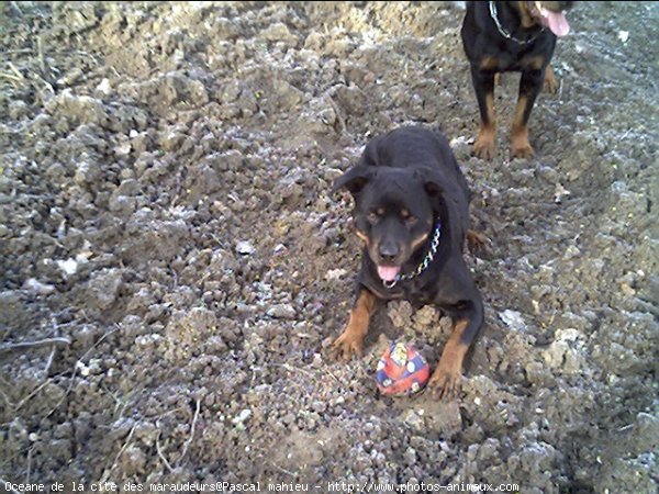 Photo de Rottweiler