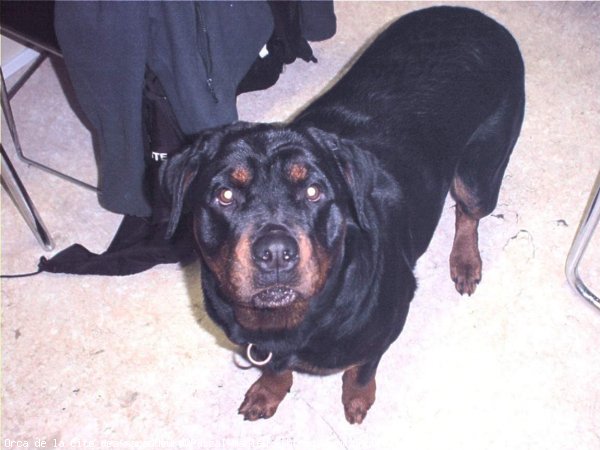 Photo de Rottweiler