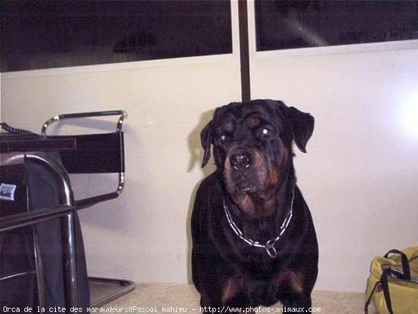 Photo de Rottweiler