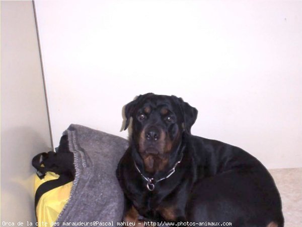 Photo de Rottweiler