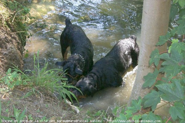 Photo de Rottweiler