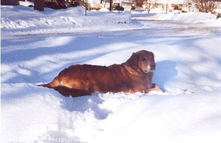 Photo de Golden retriever