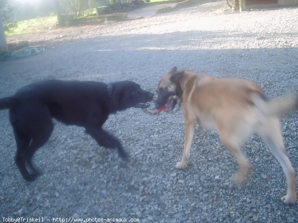 Photo de Labrador retriever