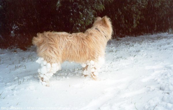 Photo de Chien de berger des pyrenes  poil long