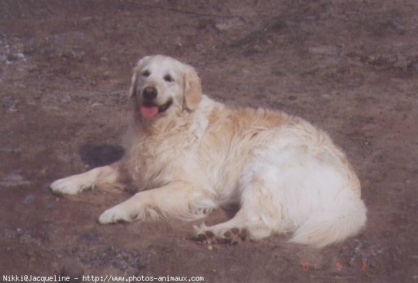 Photo de Golden retriever