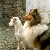 Photo de Races diffrentes