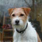 Photo de Jack russell terrier