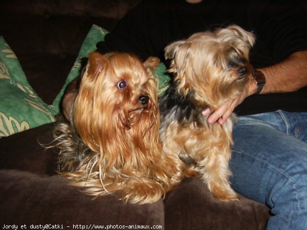 Photo de Yorkshire terrier