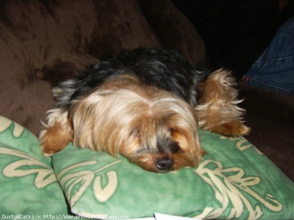 Photo de Yorkshire terrier