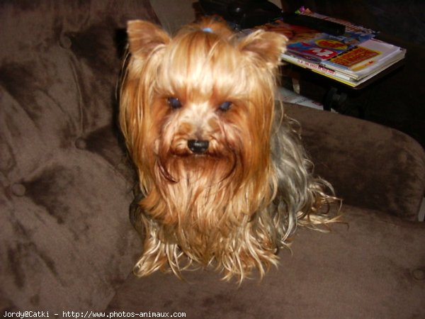 Photo de Yorkshire terrier