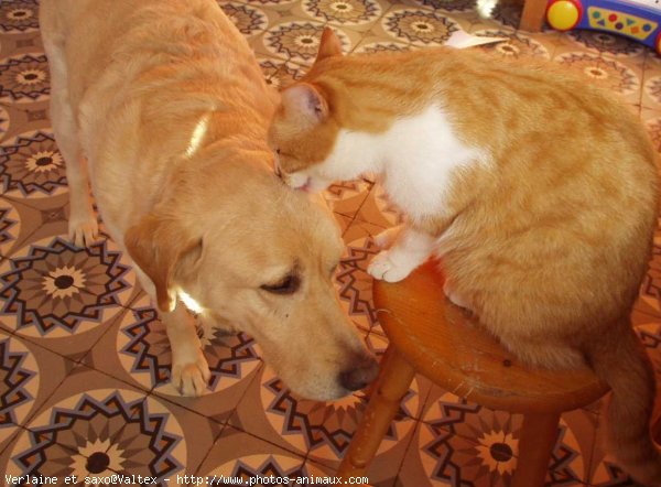 Photo de Chat domestique