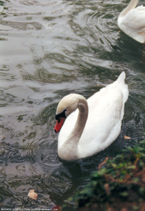 Photo de Cygne