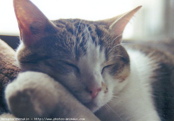 Photo de Chat domestique