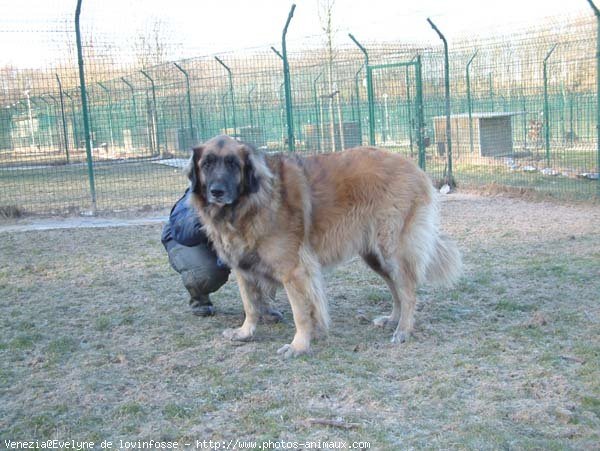 Photo de Leonberg