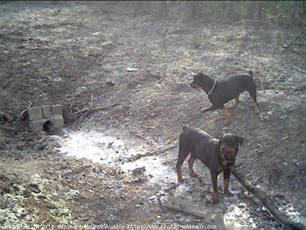 Photo de Rottweiler