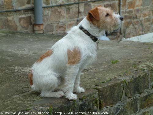 Photo de Jack russell terrier