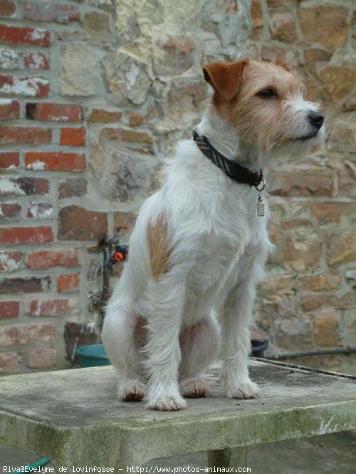 Photo de Jack russell terrier