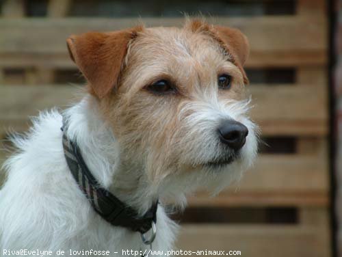 Photo de Jack russell terrier