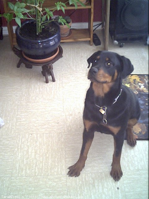 Photo de Rottweiler