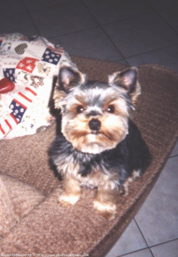 Photo de Yorkshire terrier