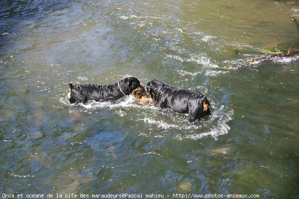 Photo de Rottweiler