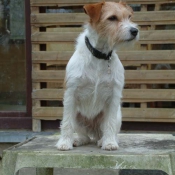 Photo de Jack russell terrier