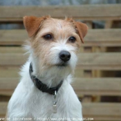 Photo de Jack russell terrier