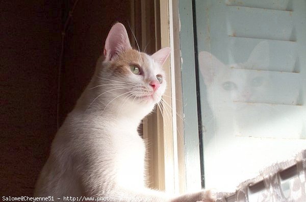 Photo de Chat domestique