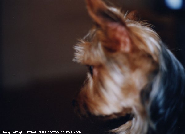 Photo de Yorkshire terrier