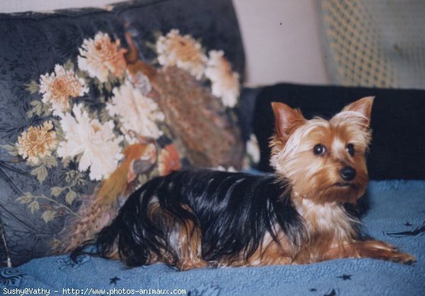 Photo de Yorkshire terrier