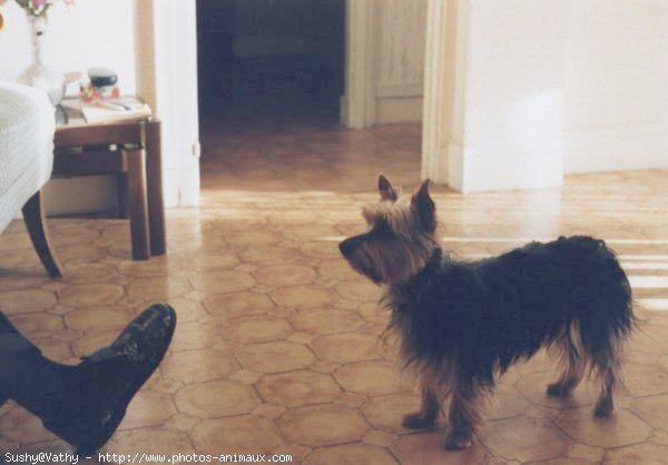 Photo de Yorkshire terrier